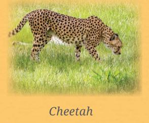 Cheetah